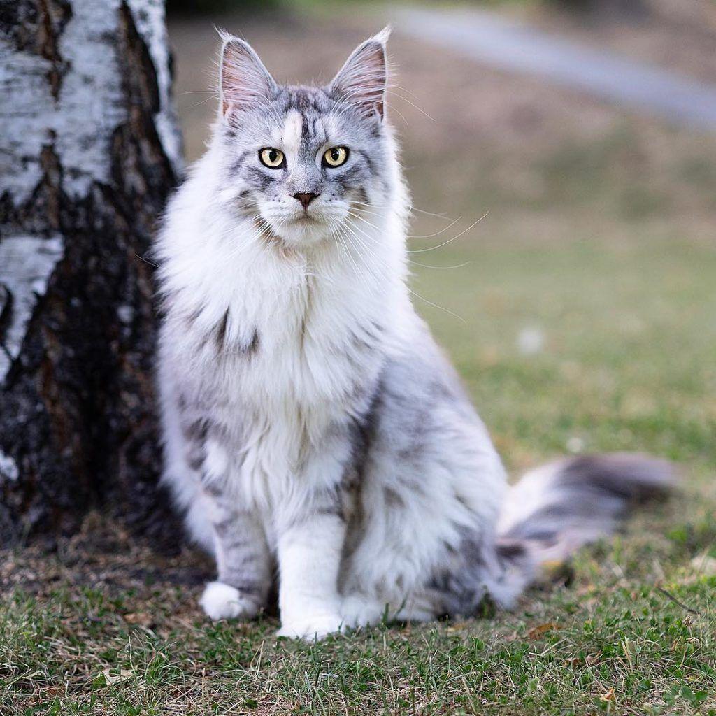 kot maine coon