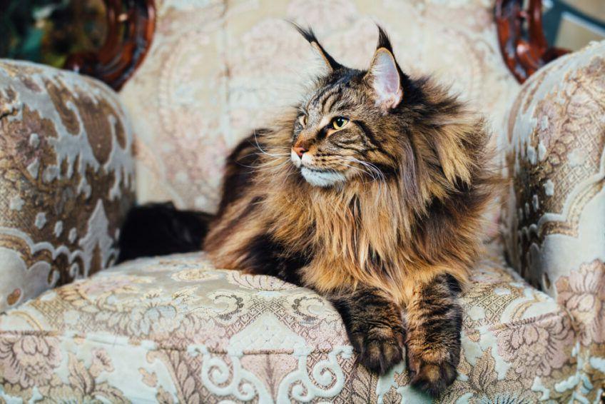 mainecoon szylkret, rasy tabby