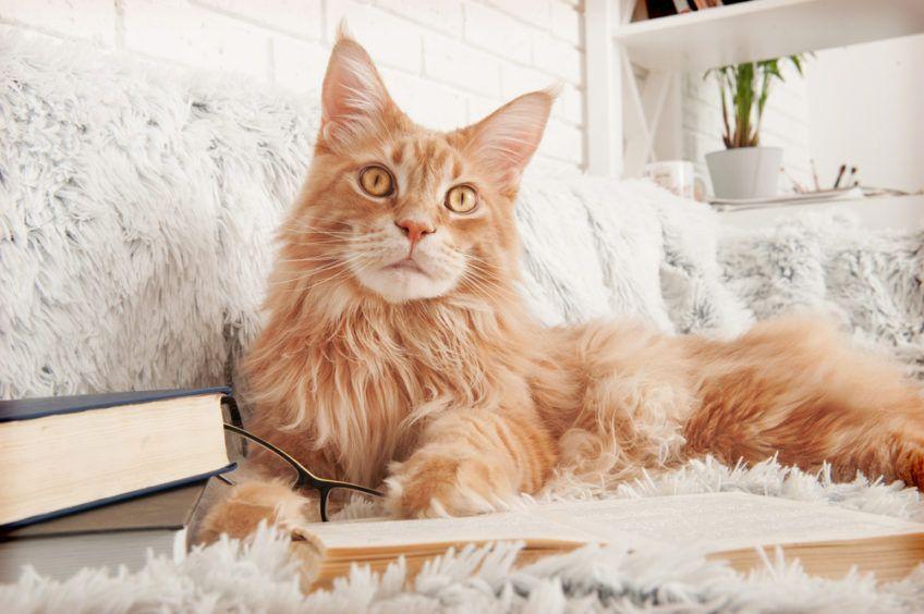 maine coon ranking najpopularniejszych ras kotów