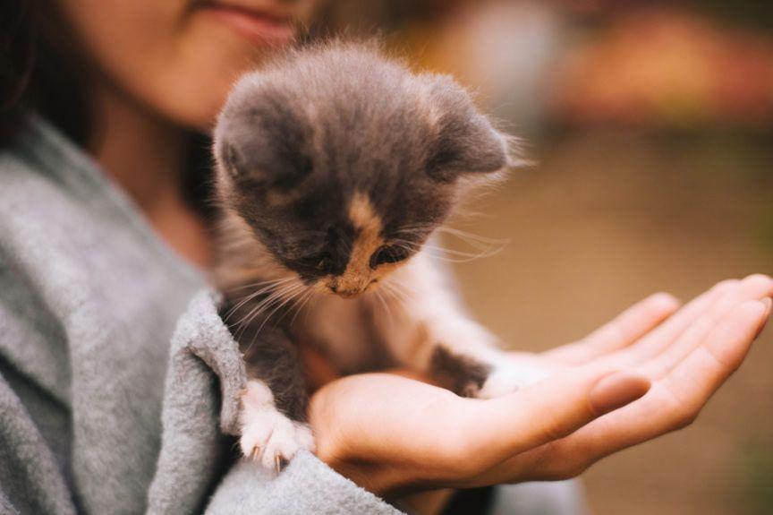 co zmienia adopcja kota