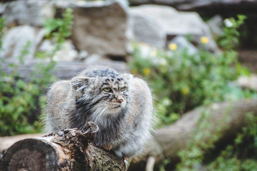 manul stepowy