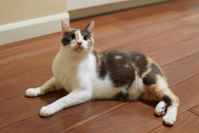 manx