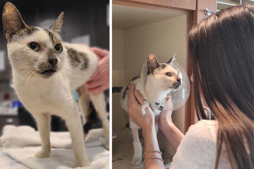 meow meow - bezdomna kotka, która została zaatakowana przez dzieci