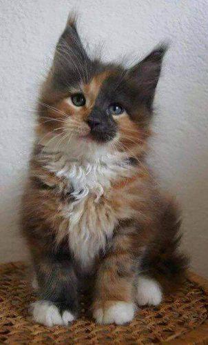 mezzomixx-as-kitten-e1483801425761.jpg