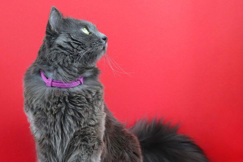 nebelung