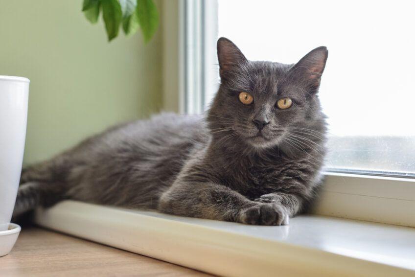 nebelung