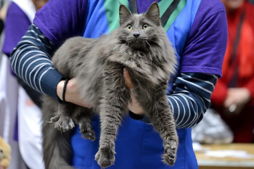 nebelung