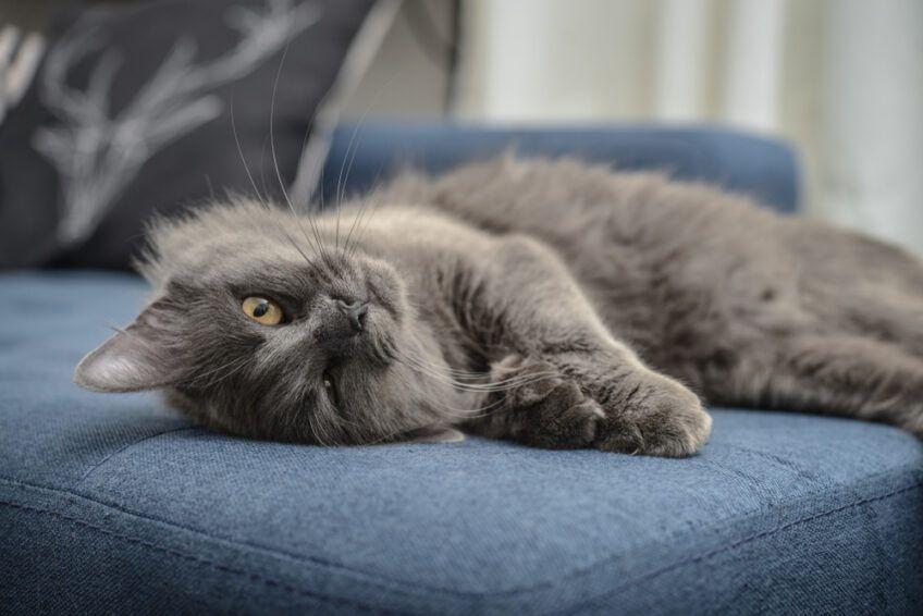 nebelung