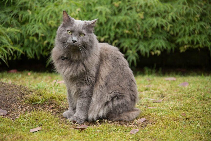 nebelung
