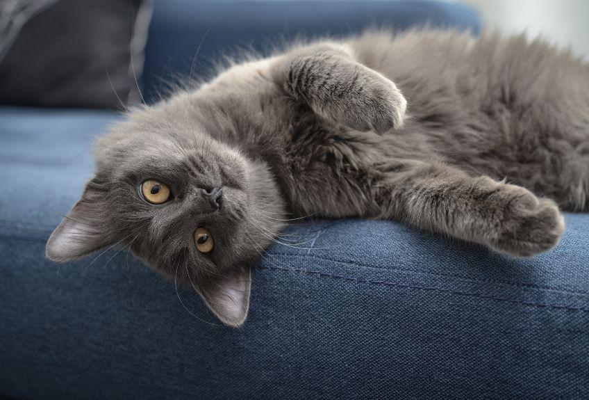 nebelung na kanapie.jpg