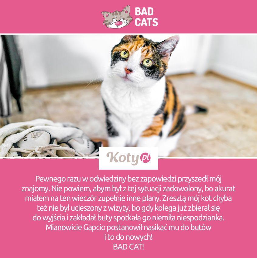 bad cat