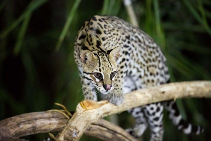 ocelot