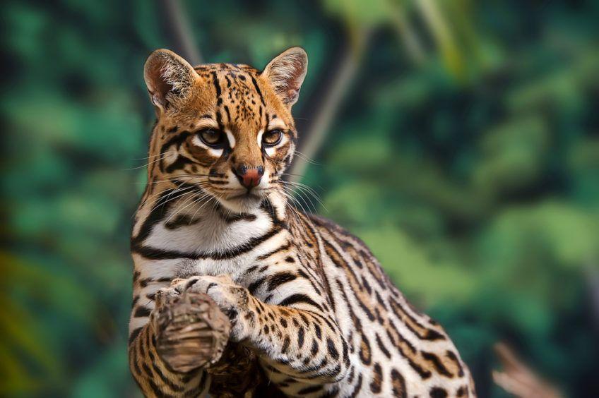 ocelot na drzewie