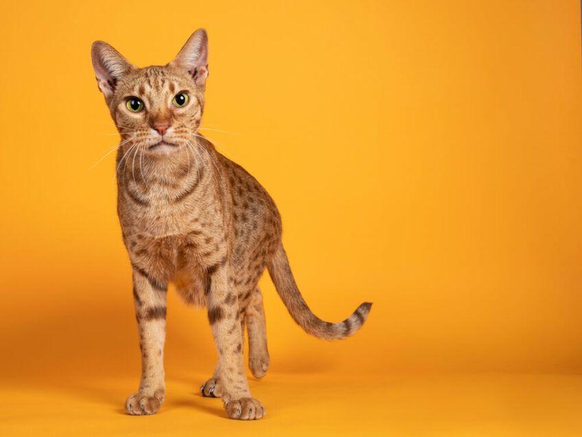 ocicat