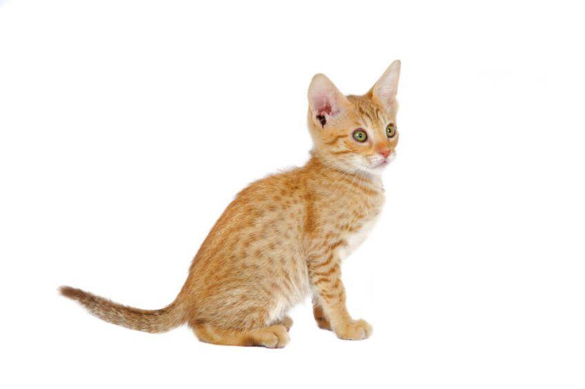 ocicat