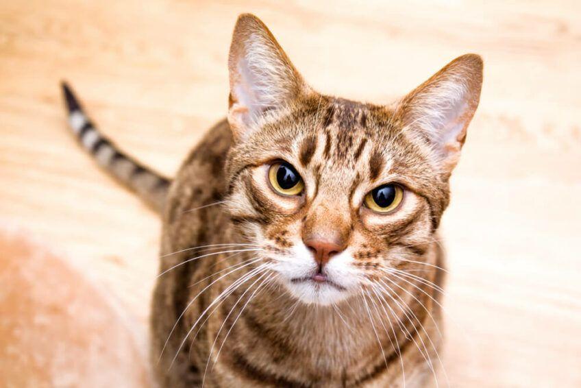 ocicat