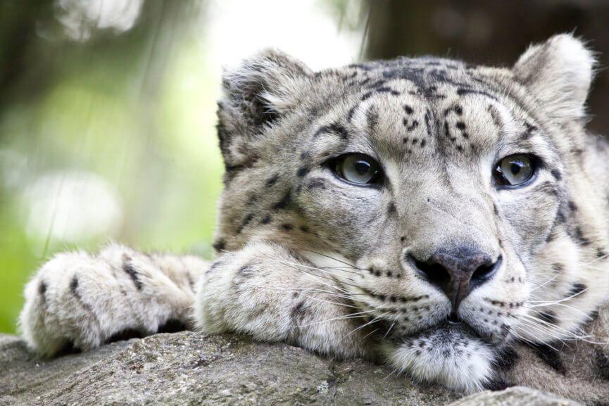 wwf dla pantery śnieżnej