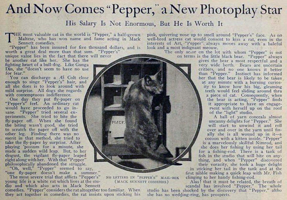 pepper the cat