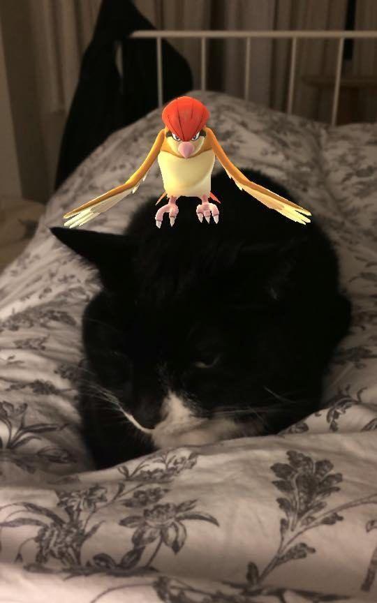 pet_can_see.jpg