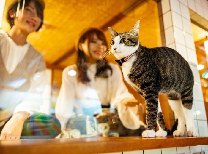 cat capsule hotel