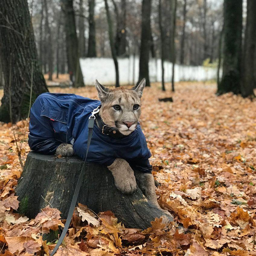 puma podróżuje