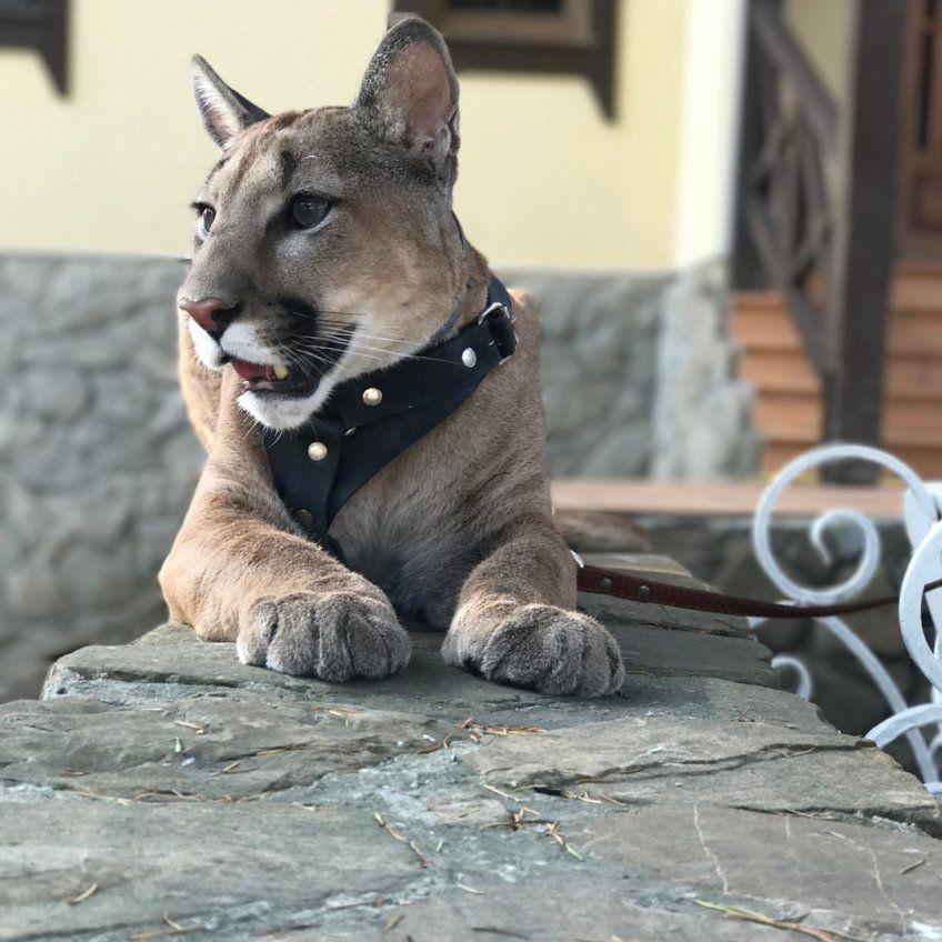 messi puma