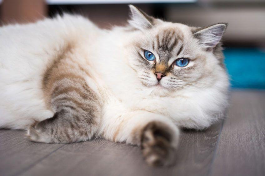kot ragdoll