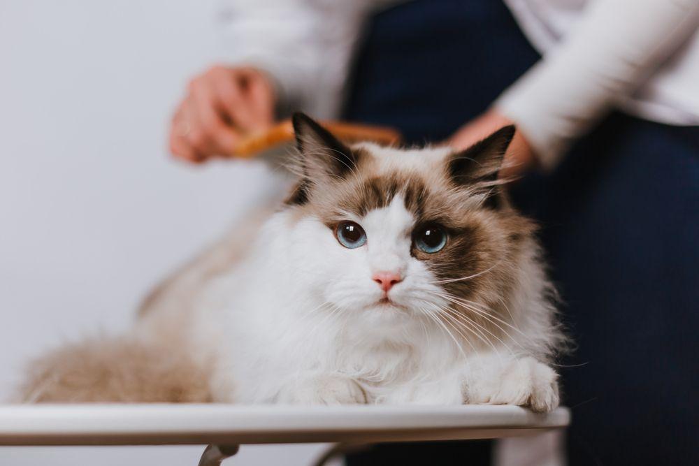 ragdoll pielęgnacja