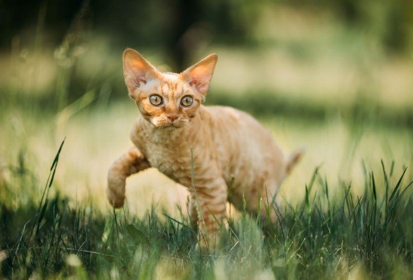 rudy devon rex