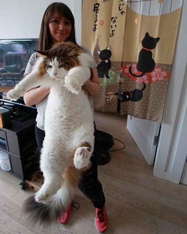 kot samson duży maine coon