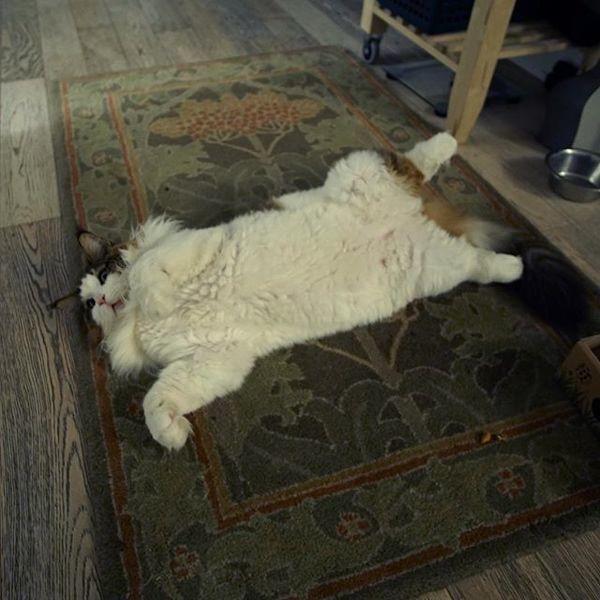 samson3.jpg
