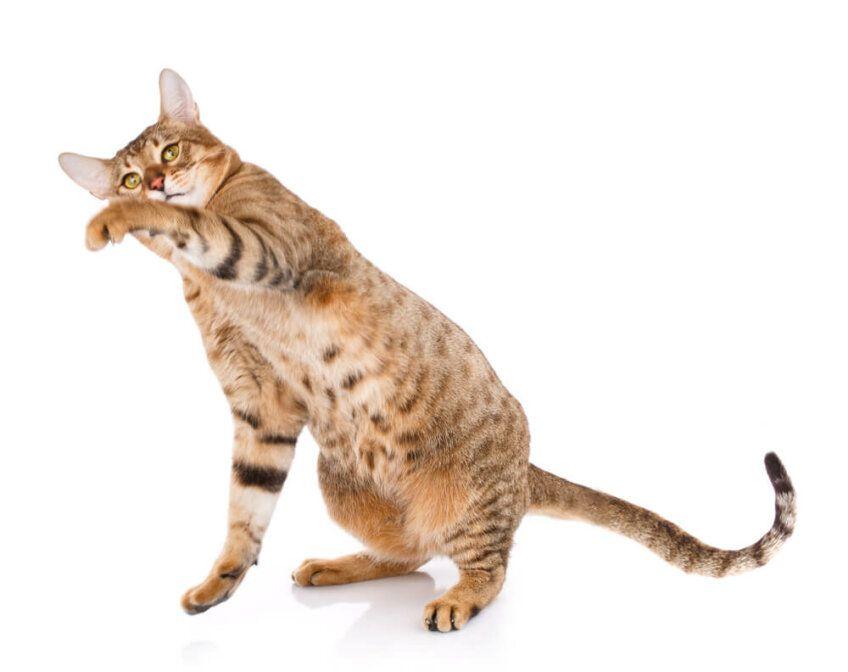 serengeti