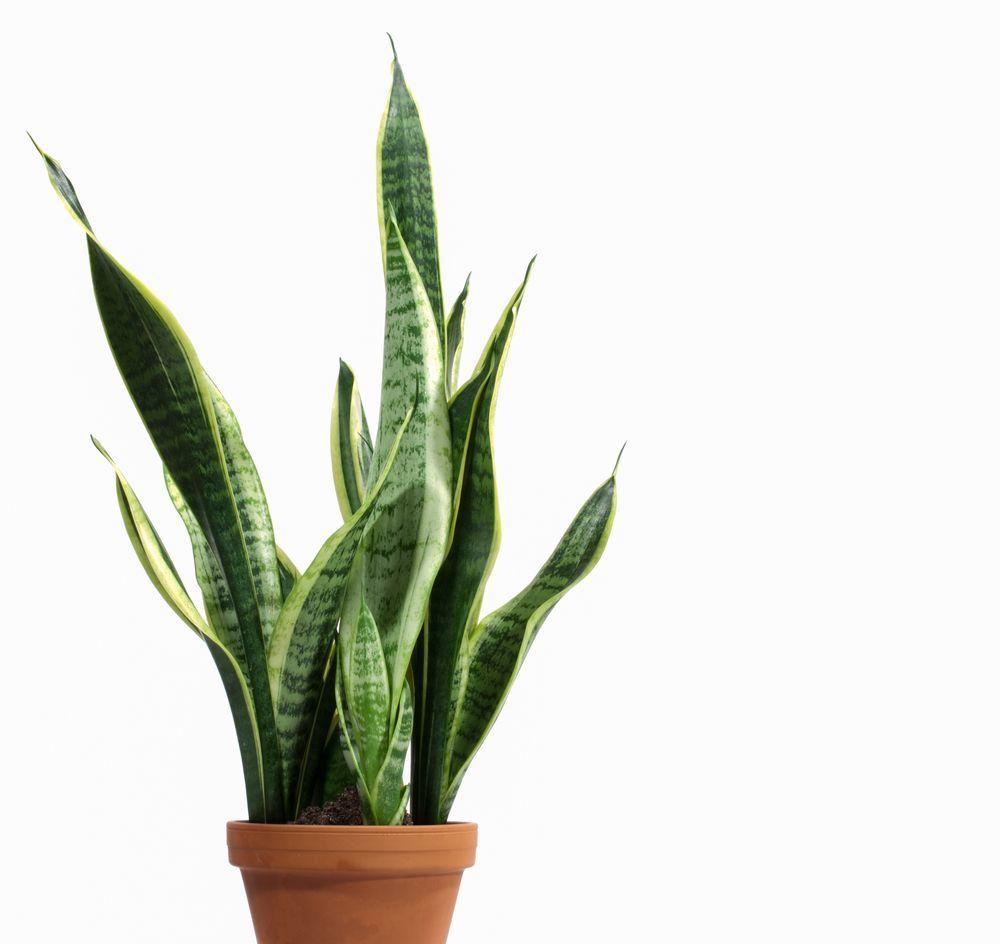 sanseveria języki teściowej