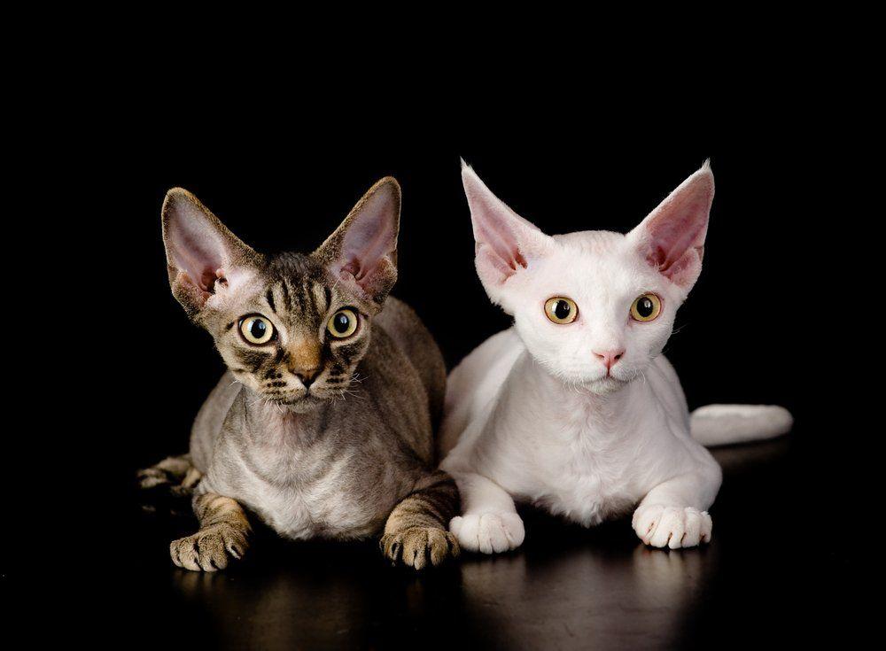 devon rex w studiu