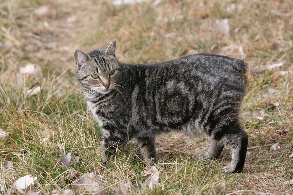 manx