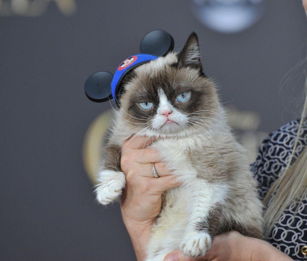 kot w social media Grumpy Cat