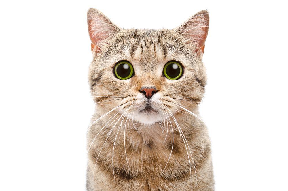 shutterstock_499196506.jpg