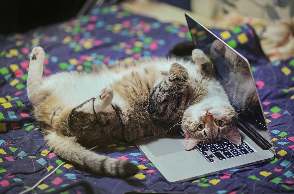kot leży na laptopie