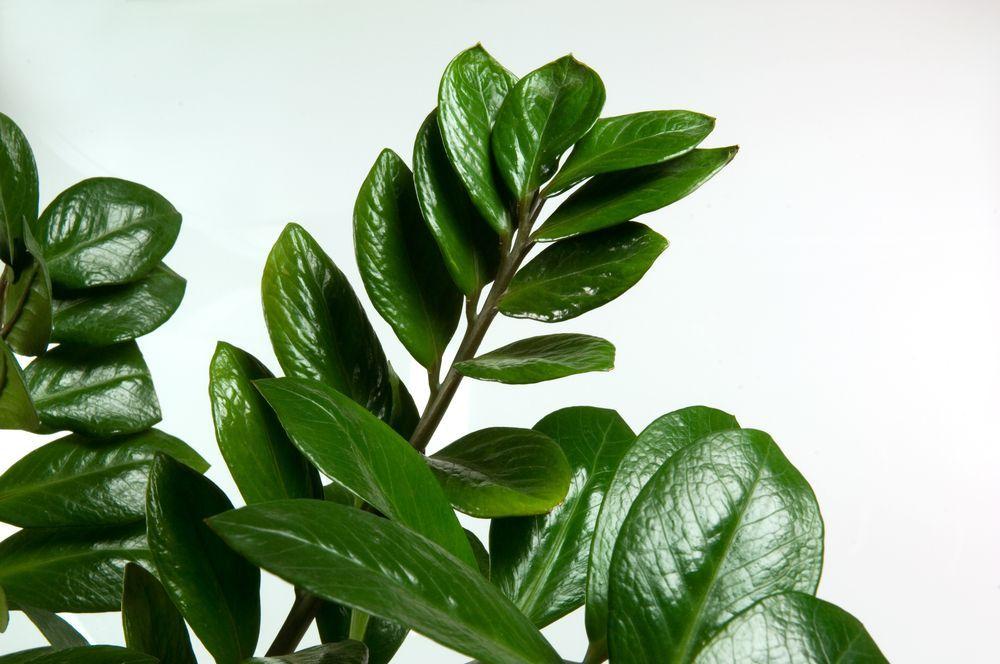 zamioculcas