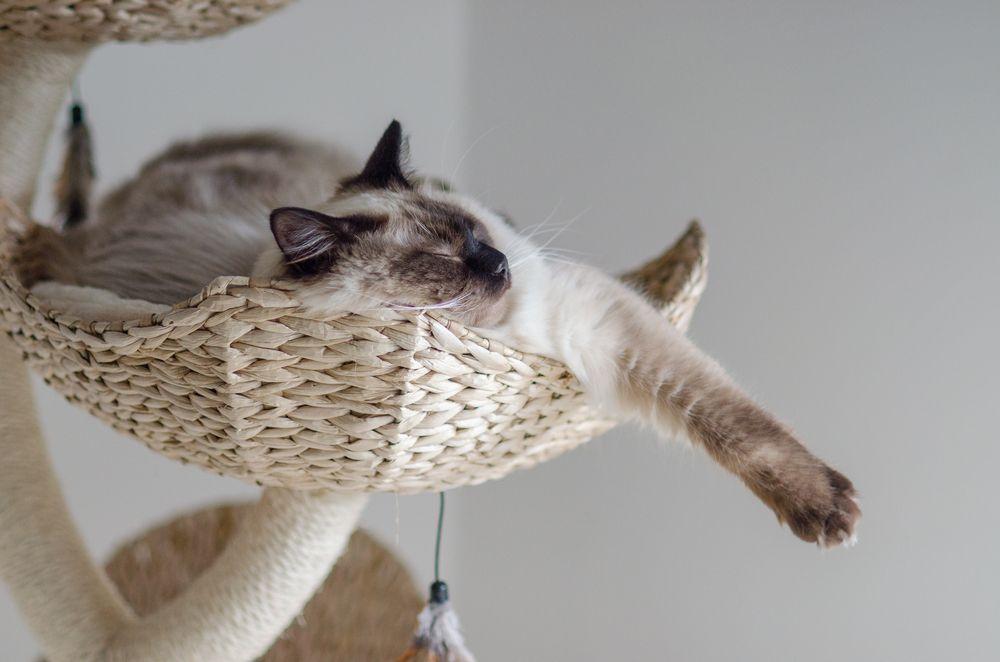 ragdoll odpoczywa na drapaku