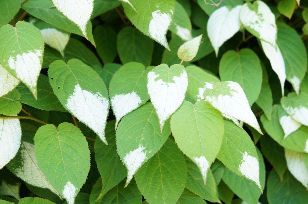 silver vine