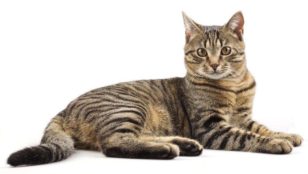 kot pręgowany mackerel tabby