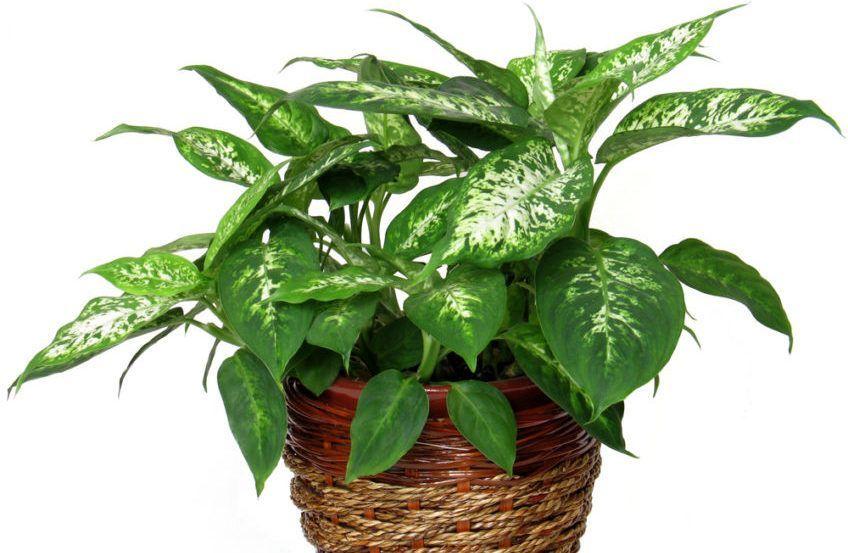Diffenbachia