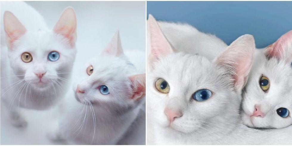 sis.twins koty z heterochromią