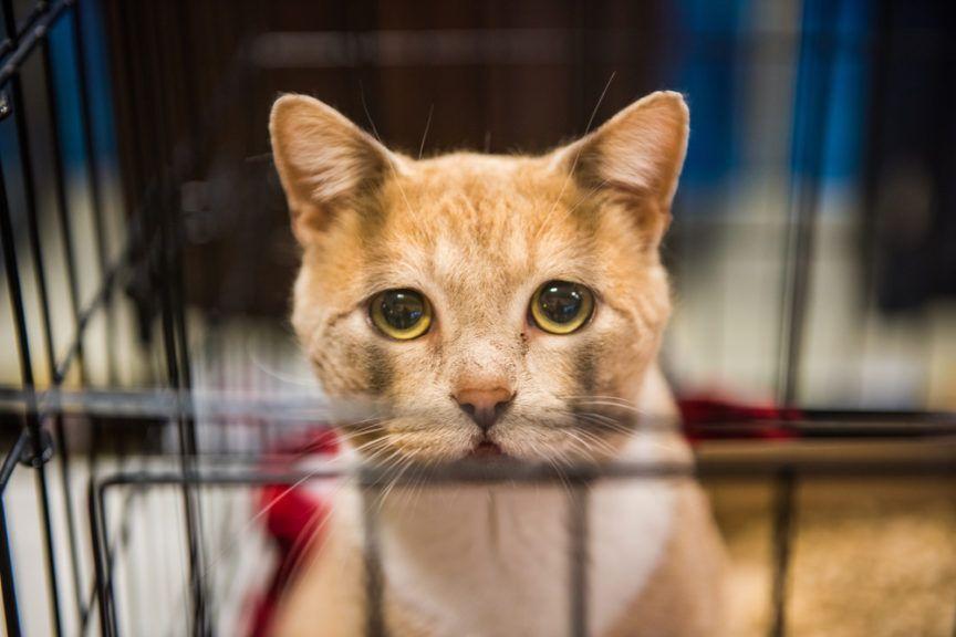 co zwieksza szanse kota na adopcje