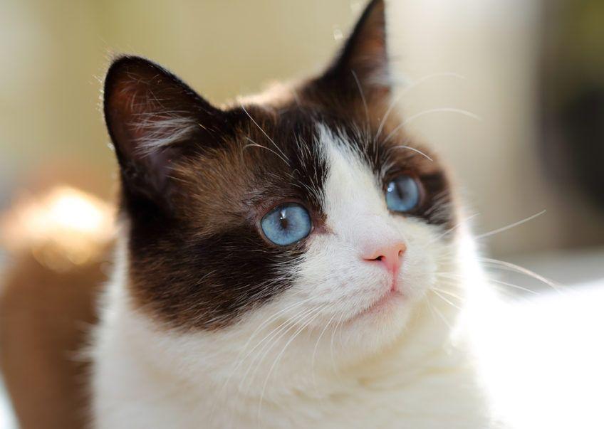 kot snowshoe