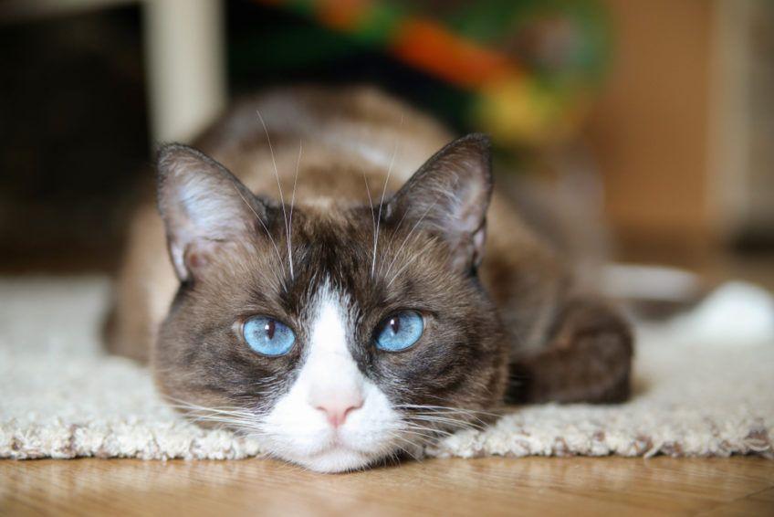 kot snowshoe