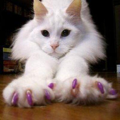 soft_paws_twitter.jpeg