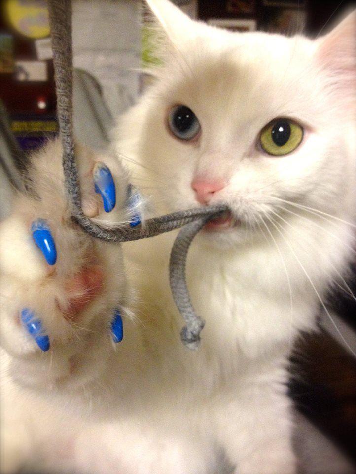 softpaws.jpg