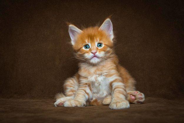 maine coon